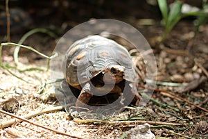 Red-foot Tortoise in the nature,The red-footed tortoise (Chelonoidis carbonarius)