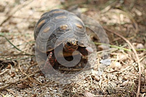 Red-foot Tortoise in the nature,The red-footed tortoise (Chelonoidis carbonarius)