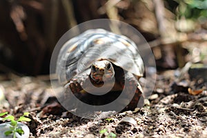 Red-foot Tortoise in the nature,The red-footed tortoise (Chelonoidis carbonarius)