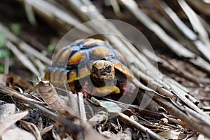 Red-foot Tortoise in the nature,The red-footed tortoise (Chelonoidis carbonarius)