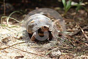 Red-foot Tortoise in the nature,The red-footed tortoise (Chelonoidis carbonarius)