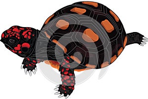 Red foot turtle