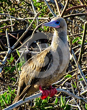 Red-footed Boobie