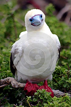 Red Footed Boobie photo