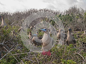 Red-Footed Boobies