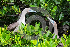 Red-footed boobies breeding behavior