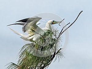 Red-Footed Booby