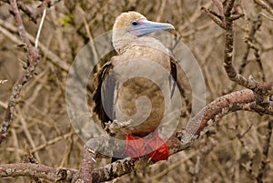 Red footed booby