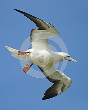 Red Footed Booby