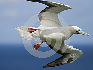 Red Footed Booby