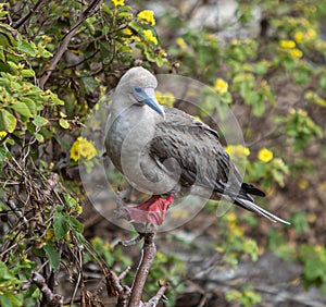 Red-footed Booby