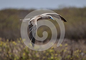 Red-footed Booby