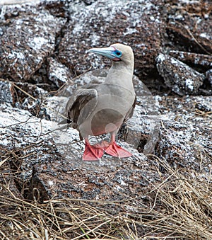 Red-footed Booby