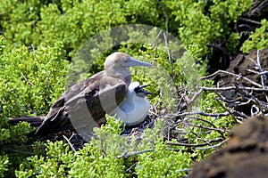 Red-footed Booby   834179