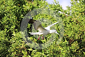 Red footed booby Belize Half moon Caye