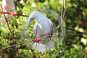 Red footed booby Belize Half moon Caye