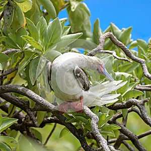 Red-footed Booby, bird