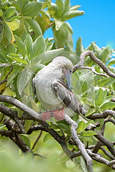 Red-footed Booby, bird