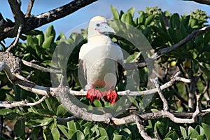 Red Footed Booby Bird