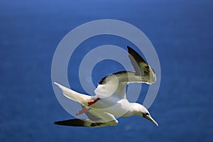 Red footed booby bird