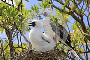 Red-footed booby bird with a chick in the nest