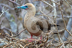Red Footed Booby Bird on the Galapagos Islands