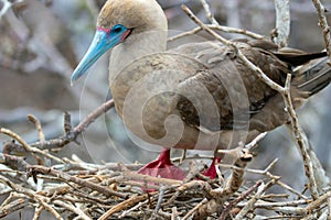 Red Footed Booby Bird on the Galapagos Islands