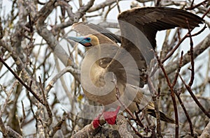 Red Footed Booby Bird on the Galapagos Islands