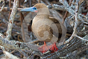 Red Footed Booby Bird on the Galapagos Islands