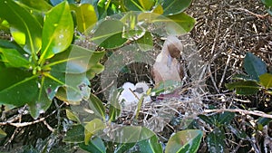 A red-footed booby bird with its chick in the nest, Galapagos, Ecuador