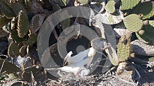 A red-footed booby bird with its chick in the nest, Galapagos, Ecuador