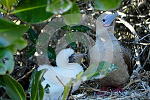 A red-footed booby bird with its chick in the nest, Galapagos, Ecuador