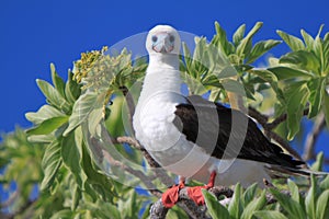 Red-Footed Booby Bird photo