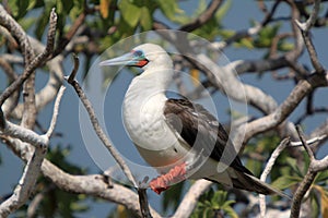 Red-Footed Booby Bird