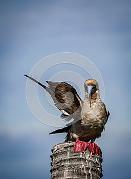 the red footed booby bird in the nature