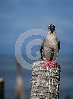 the red footed booby bird in the nature