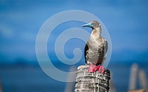 the red footed booby bird in the nature
