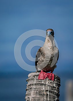 the red footed booby bird in the nature