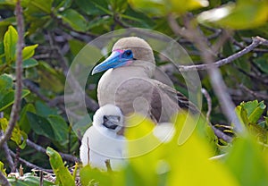 Red Footed Booby Bird with a young chick on the Galapagos Islands