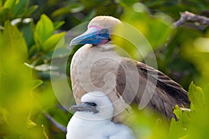 Red Footed Booby Bird with a young chick on the Galapagos Islands