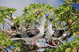 Red-Footed Booby Birds