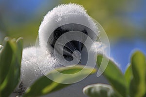 Red-Footed Booby Chick