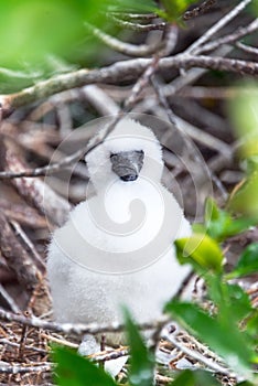 Red Footed Booby Chick