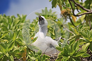 Red-footed booby chick