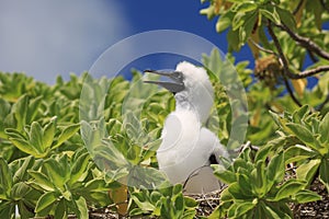 Red-footed booby chick