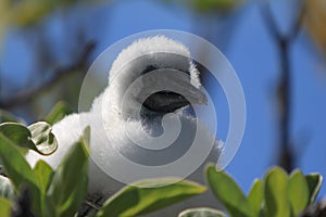 Red-Footed Booby Chick in the Nest