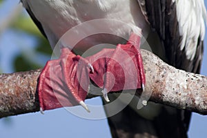 Red Footed Booby Feet