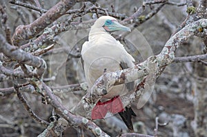 Red Footed Booby, Galapagos Islands