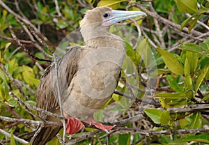 Red-Footed Booby, Galapagos Islands