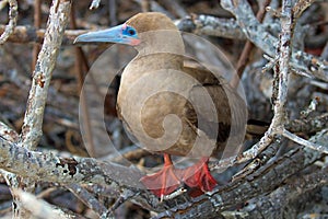 Galapagos Islands Wildlife with Red Footed Booby Birds photo